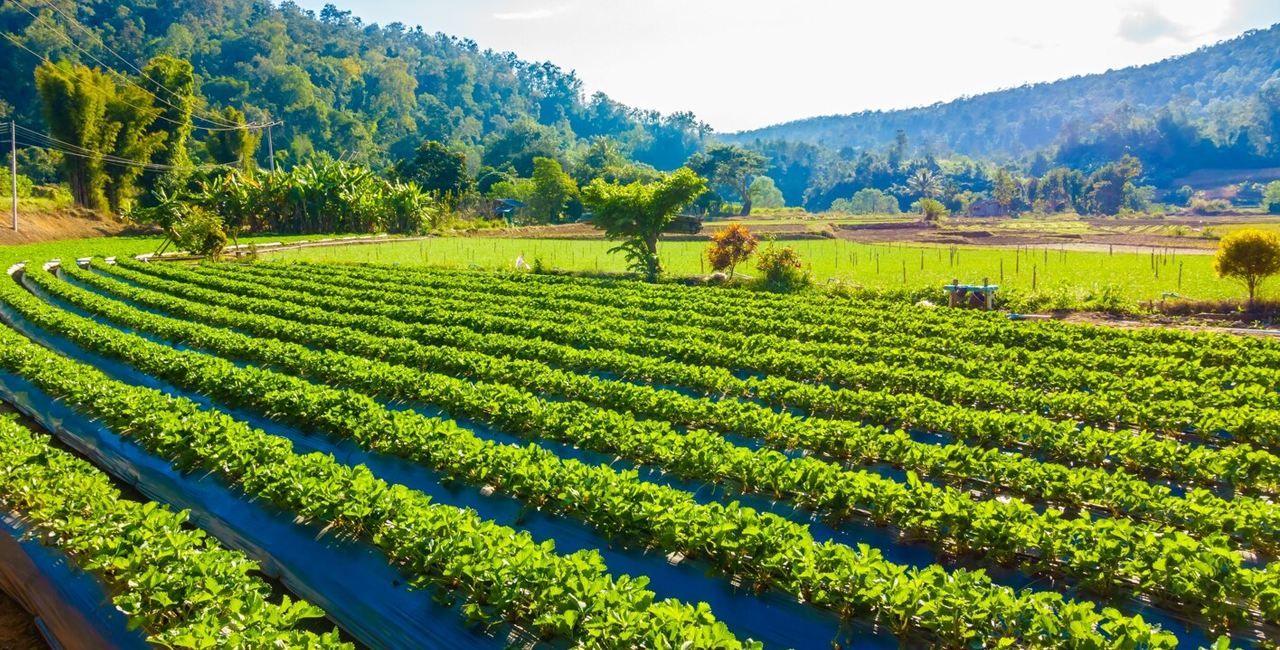 Agro Planet Trading LLC