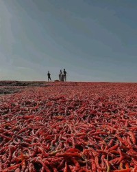 Spices,ginger,red pepper and cashew nut